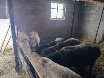 хомяк домашний купить: Продаю | Овца (самка) | Полукровка, Меринос | Для разведения, На забой, Для шерсти | Котные at lalafo.kg хомяк домашний купить: Продаю | Овца (самка) | Полукровка, Меринос | Для разведения, На забой, Для шерсти | Котные