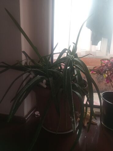 аквариум купить: Алоэ вера в горшке - Домашний суккулент с длинными мясистыми листьями at lalafo.kg аквариум купить: Алоэ вера в горшке - Домашний суккулент с длинными мясистыми листьями