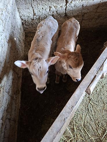 Коровы, быки: Продаю | Музоо, торпок | Искусственник — 3