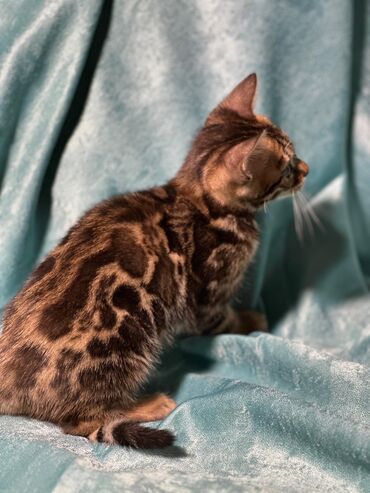 Продажа кошек: Бенгальская, 2 месяца, Девочка, Шоколадный, Приучена к лотку, Проглистована, С документами — 12