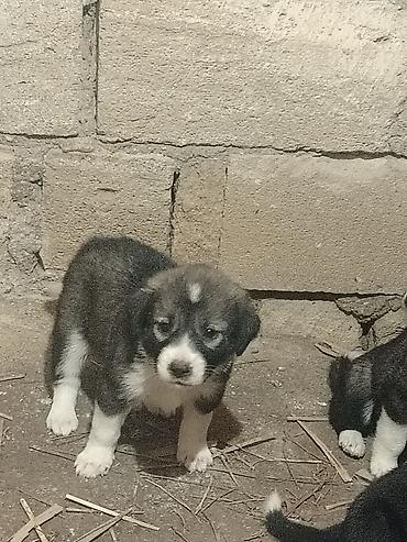 Qurdbasar, Erkək lalafo.az -da Qurdbasar, Erkək