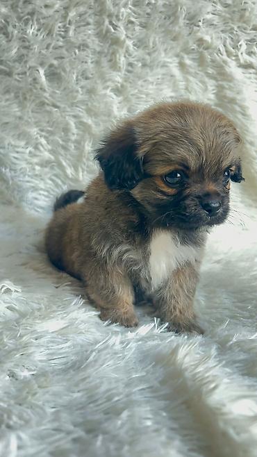 İtlər: Pekines, 2 ay, Sənədli, Ödənişli çatdırılma, Pulsuz çatdırılma — 4