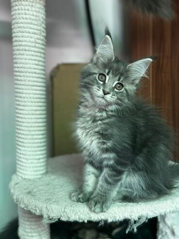 сиамские коты цена: Шикарнейшие котята Мейн куныдва мальчика и две девочки. 2 месяца и