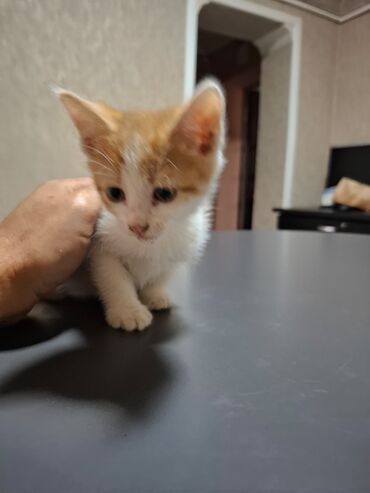молочные козы: Кошка даром: Беспородная, 2 месяца, Девочка, Приучена к лотку