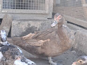 Quş: Salam lal ördəklər satılır .Fərələr 25 xoruzlar 35 azn .Fərələr — 9