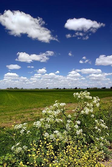 город бишкек село ленинское продажа участков: 300 соток, Для сельского хозяйства, Договор купли-продажи — 1
