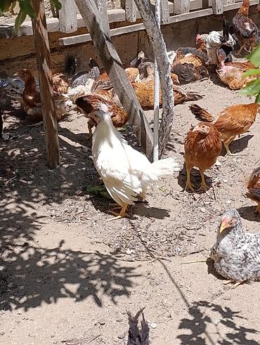 ditdili dermani: Məhsul: Yerli tam sağlam kənd toyuqları 3aylıq bütün vitaminləri — 6