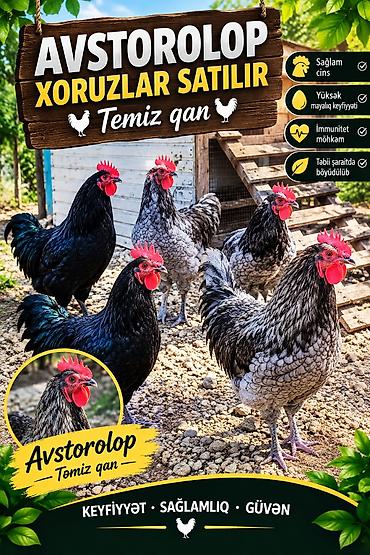cücə və xoruz təmsil: Avstorolop xoruclar – təmiz qan - Sağlam, seleksiya olunmuş cins - — 1