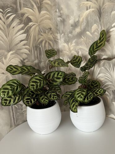 пеленальный комод с полками: Продаётся калатея 🌿 Красивое декоративное растение для дома и офиса