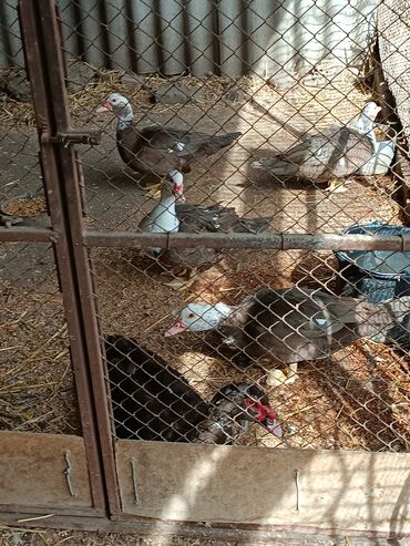 талас животные: Продаются индо-утки крупной пароды
