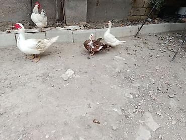 qara toyuq quşu: Salam öz qapımın heyvanlarıdı maşallah sağlam heyvanlardı 2 dişi bir — 3