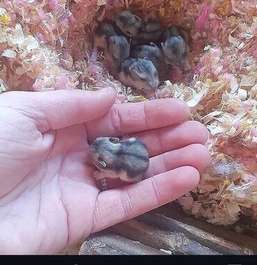 Gəmiricilər: Hamster körpediler fikri real olan yazsın hal hazırda anadan ayrı lalafo.az -da Gəmiricilər: Hamster körpediler fikri real olan yazsın hal hazırda anadan ayrı