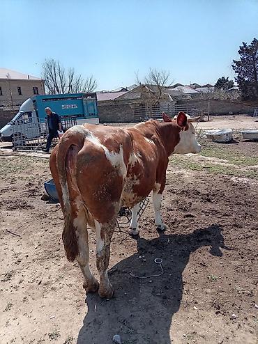 Inəklər, öküzlər: Südlük inək – 4 baş - Cins: qarışıq südlük (qara-ağ və ağ-qəhvəyi — 8