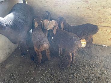 Баран, овца: Продаю | Овца (самка) | Арашан, Гиссарская | Для разведения | Матка, Ягнившаяся — 14