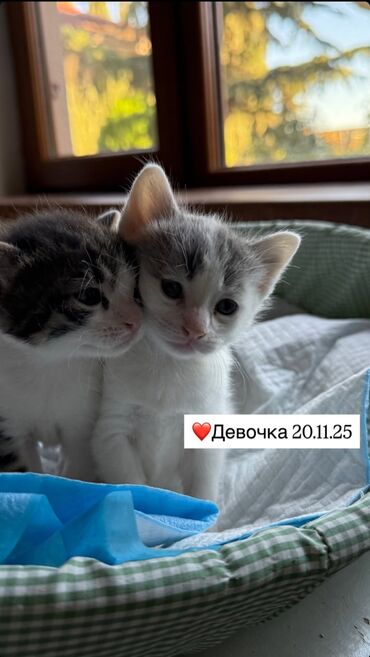 Pişiklər: Erkək, Dişi, Yaxşı əllərə — 2