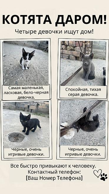 кошк: Мышык бекер берилет: Породасыз, Ургаачы — 1