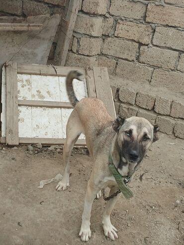 chihuahua qiymeti: Qurdbasar, 9 ay, Dişi