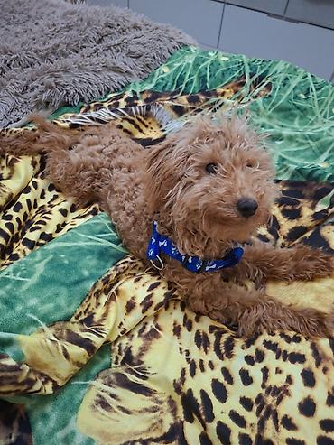 İtlər: Pudel, 7 ay, Erkek, Peyvəndli — 6