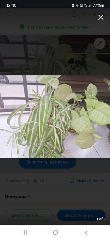 сколько стоит бегония: Хлорофитум и сингониум за оба 300с