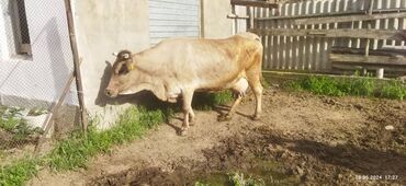 Продаю | Корова (самка) | Алатауская, Швицкая | Для разведения, Для молока