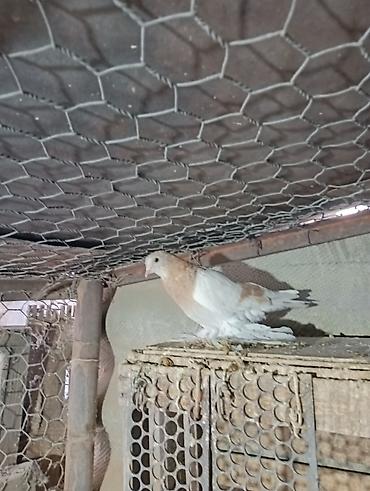 Птицы: Продаю молодых голубей 1 шт стоит пятьсот сом окончательно родители — 13