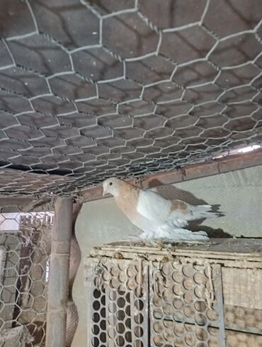 Птицы: Продаю молодых голубей 1 шт стоит пятьсот сом окончательно родители и — 17