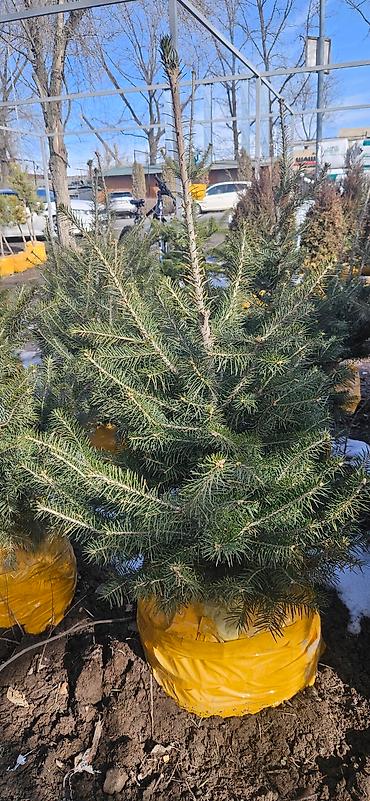 Искусственные ёлки: Ёлка,сосна,голубые ели,пихта,берёза — 14