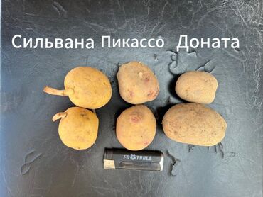 холодильник для хранения овощей и фруктов: Картошка