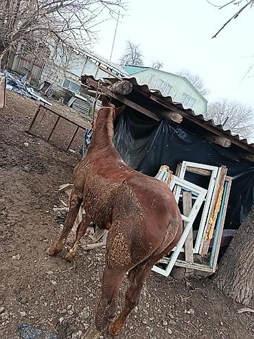 Лошади, кони: Продаю | Жеребенок | Рабочий, Конный спорт — 14