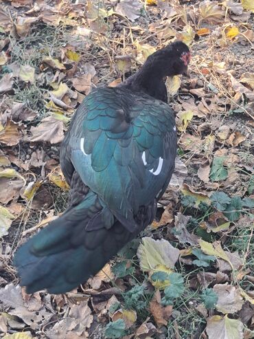 Ördəklər: Dişi, | Macar, Damazlıq, Pulsuz çatdırılma — 22