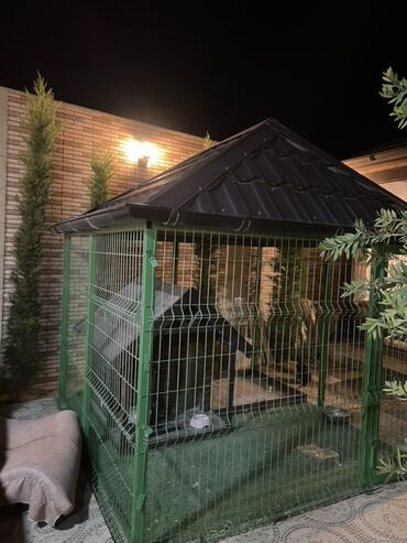 pişik üçün yuva: Dördkünc formalı, tünd yaşıl rəngli it damı, itlər üçün nəzərdə