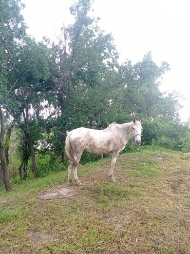 лошадь кыргызстан: Продаю | Кобыла (самка) | Для разведения | Племенные