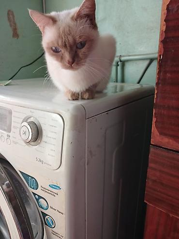 Pişiklər: Şotland, Erkək, Dişi, Yaxşı əllərə, Ünvandan götürmə, Pulsuz çatdırılma, Ödənişli çatdırılma — 5