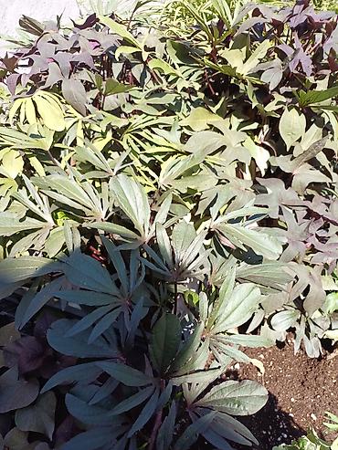 плющь: Ипомея батат (Ipomoea batatas) — декоративные сорта для клумб, кашпо и — 3