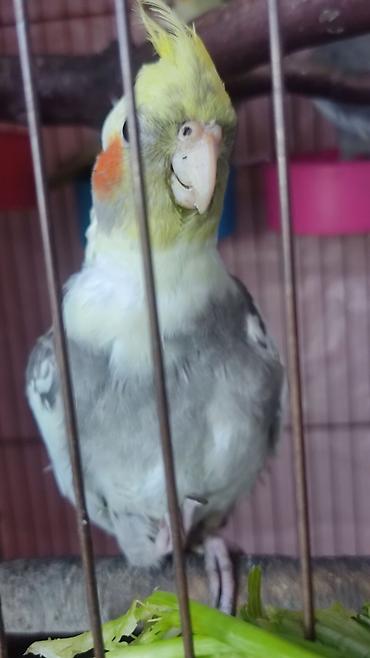 Quşlar: Nimfa (cockatiel) papuqayları – gözəl tüklü toqqa və yanaqlarda — 1