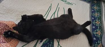 Отдам даром кошку: КОШКИ И КОТЯТА У НАС ПРИЮТ любой окрас есть можете выбрать у нас — 27