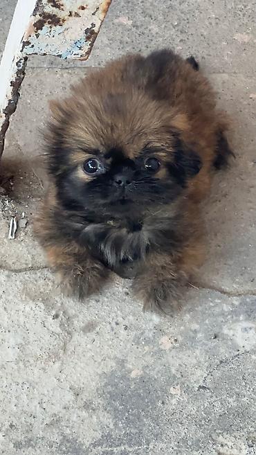İtlər: Pekines, 4 ay, Ödənişli çatdırılma — 4