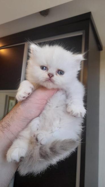 Pişiklər: Fars — 3