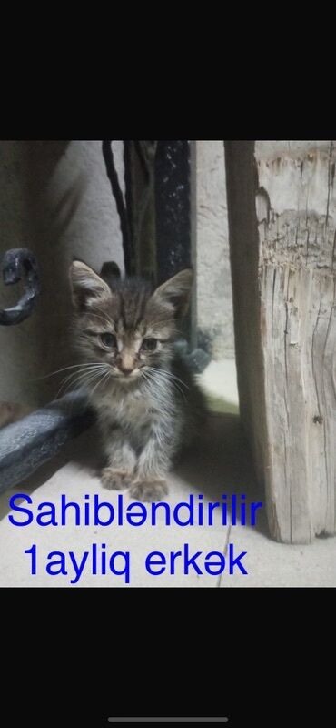 Akvarium aksessuar və ləvazimatları: Tabbi, Erkək, Yaxşı əllərə