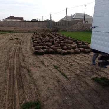 Toxumlar: Qazon sifarişi qəbul olunur yüksək keyfiyyətli danimarka toxumu ilə -da lalafo.az — 6 Toxumlar: Qazon sifarişi qəbul olunur yüksək keyfiyyətli danimarka toxumu ilə — 6