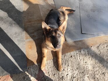 Продажа собак: Немецкая овчарка, 5 месяцев, Самка, С прививкой — 7