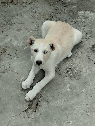 2 ay, Dişi, Peyvəndli lalafo.az -da 2 ay, Dişi, Peyvəndli