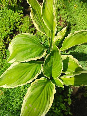 Гортензия: Садовые многолетники — 16