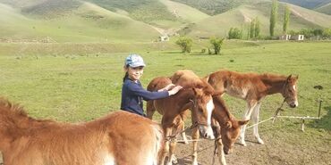 Продажа сельхоз предприятий: Продаю Кошара, 800 соток, Действующий, С оборудованием — 11