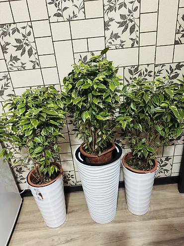 Фикустар: Фикус Бенджамина вариегатный (Ficus benjamina) — декоративные — 1