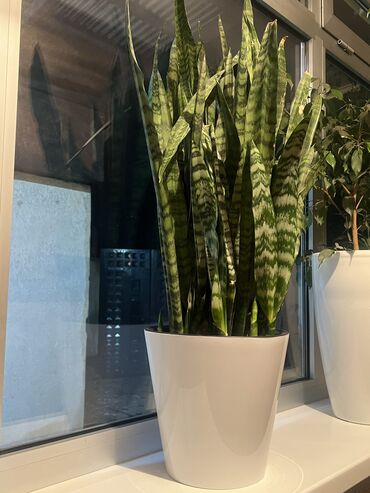 Комнатные растения: Сансевиерия трёхполосная
В хорошем состоянии, 105 см