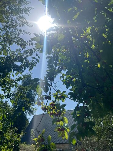 Bağ evlərinin satışı: Qusar, 15920 kv. m, 4 otaqlı, Hovuzsuz, Kombi, Qaz, İşıq — 2