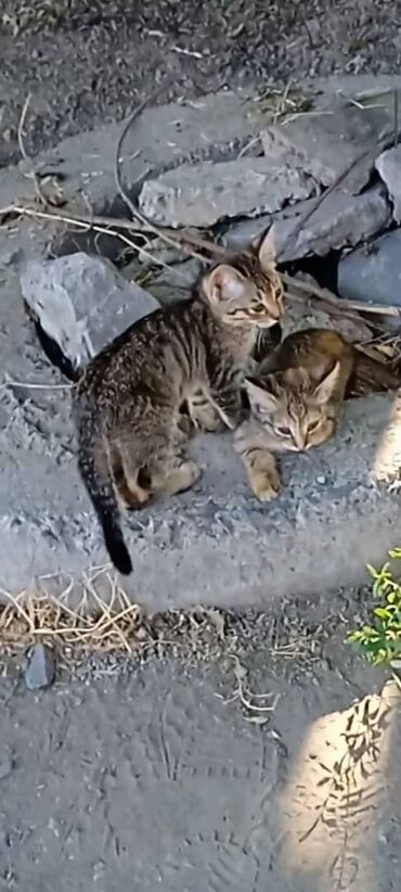 кошки в оше: Кошка даром: Беспородная, 2 месяца, Мальчик