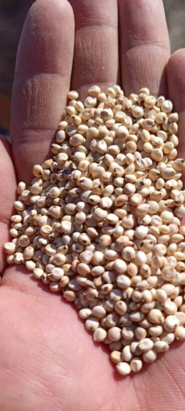 семена павловнии: Продаю семена Сорго зернового сорта Атаман. Семена Сорго сахарного