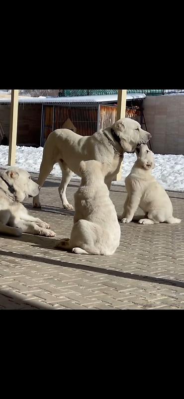 İtlər: Alabay — 2